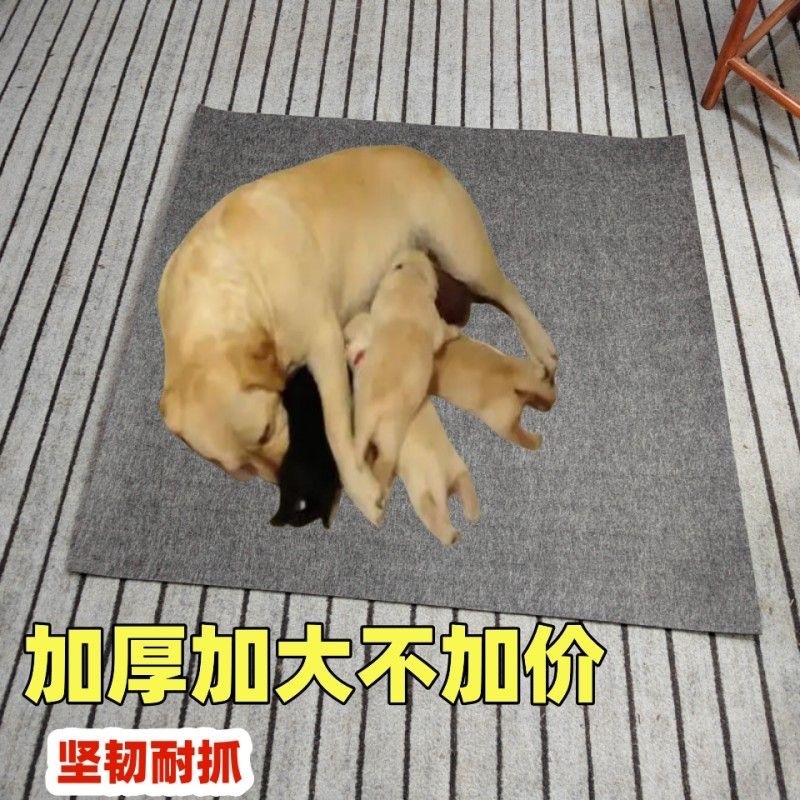 64d61fa2-a557-4ea3-ba8d-087c7bbfd272.jpe