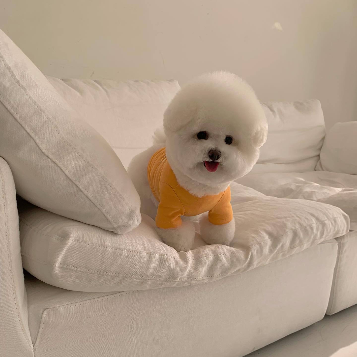 mon_ami.official_278293566_666