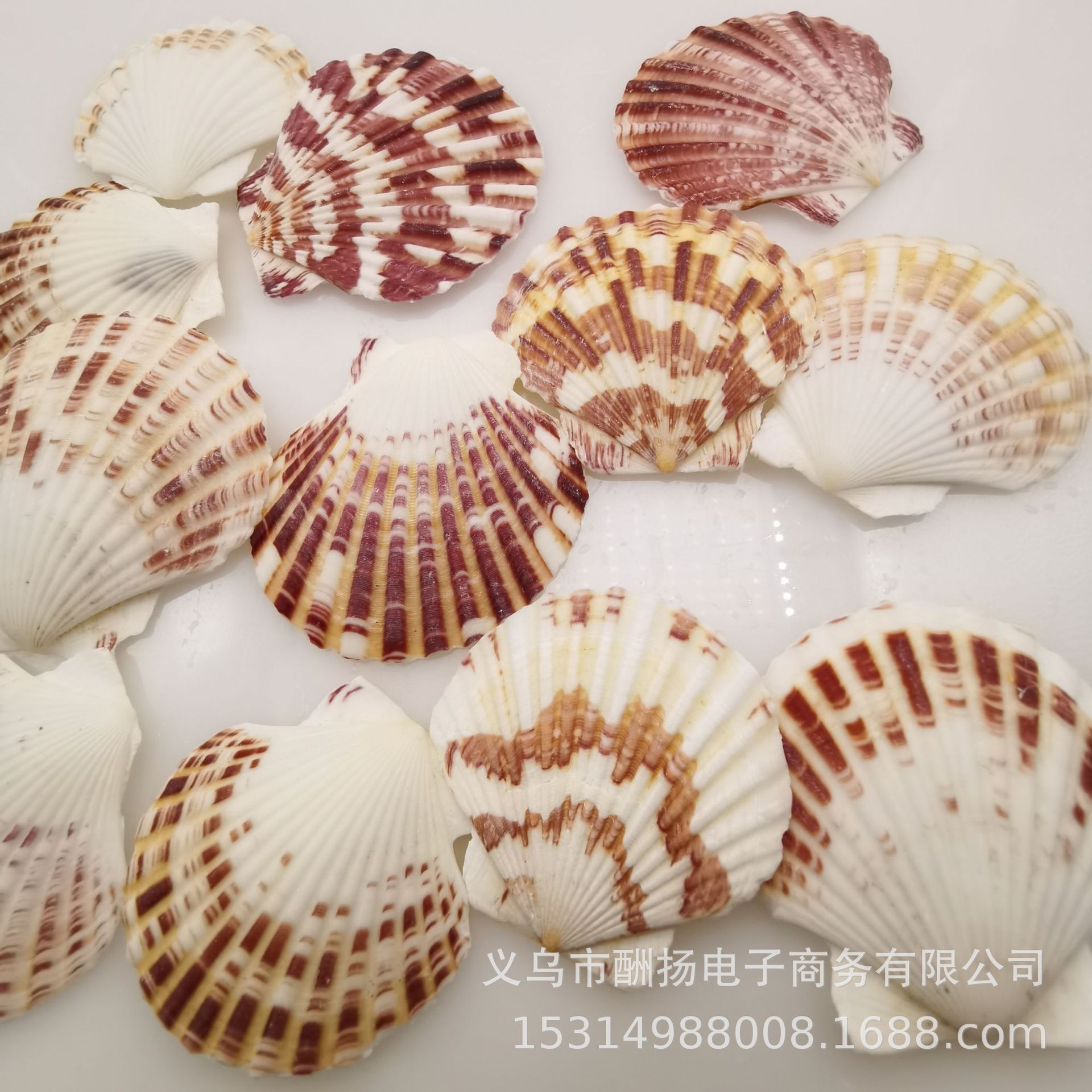 扇贝壳海螺