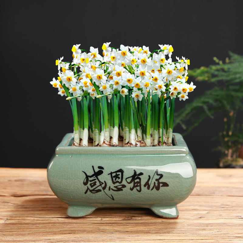P水培 (4)