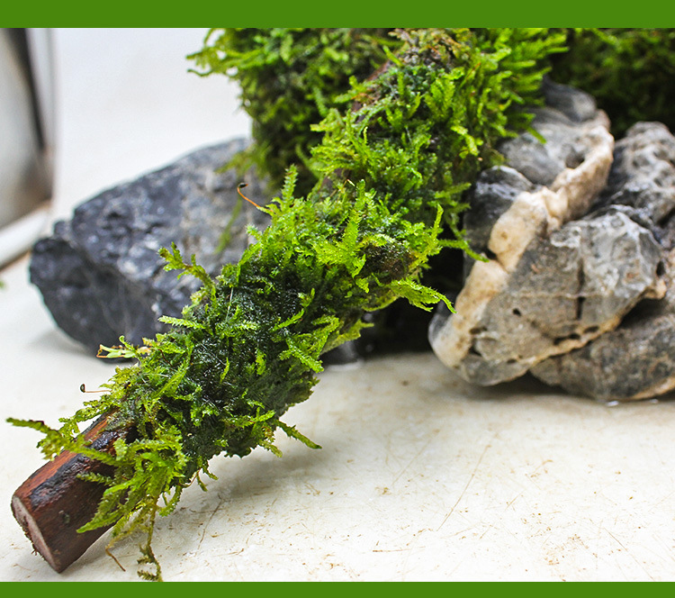 莫斯沉木条详情页 (10).jpg