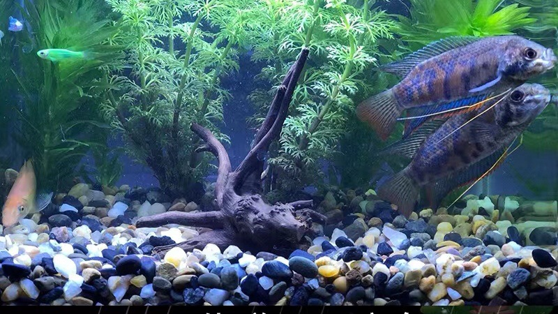 mmexport1657405932531_edit_290