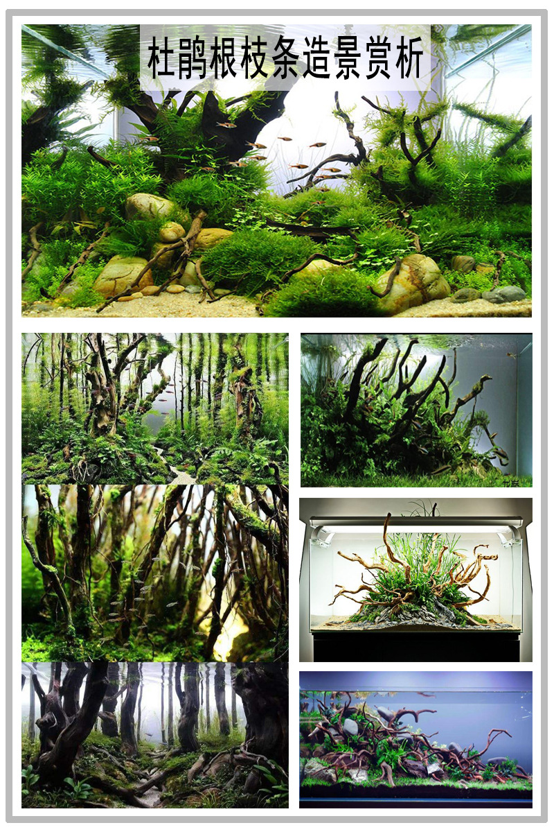 鱼缸造景杜鹃根枝条景观装饰室内装饰生态雨林景观工程杜鹃根长条未标题-1.jpg