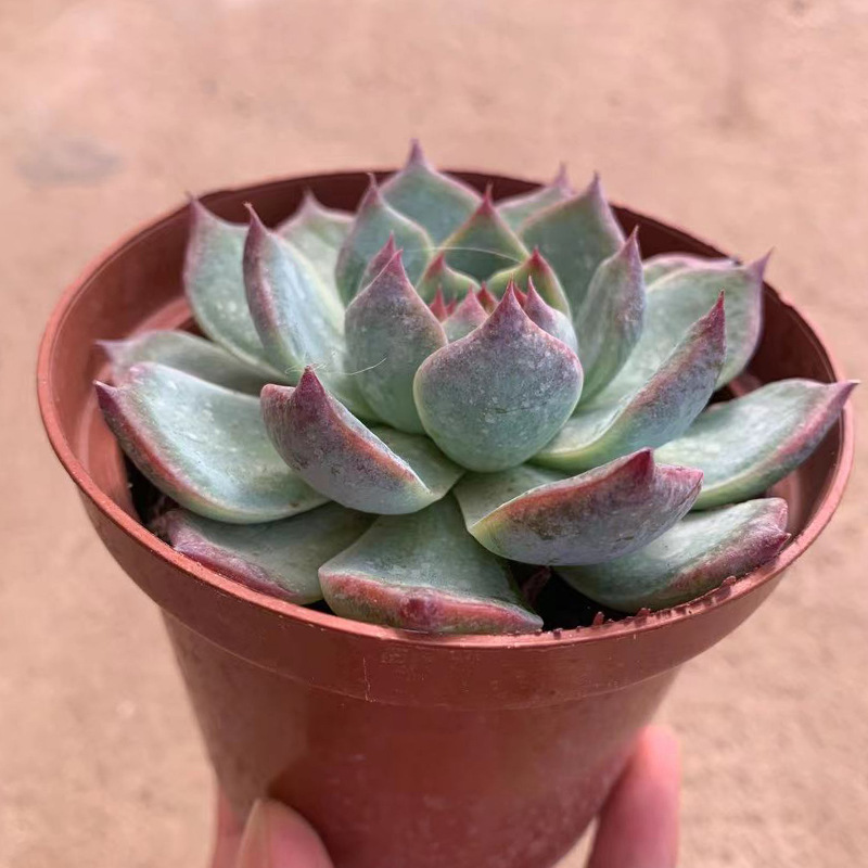 微信图片_20210731172642