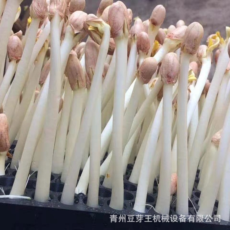 花生芽 (14).jpg