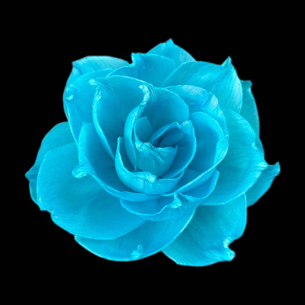 8cm月季花(蓝色)