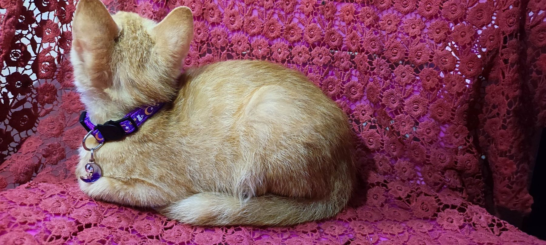 月亮猫款 3-7.jpg