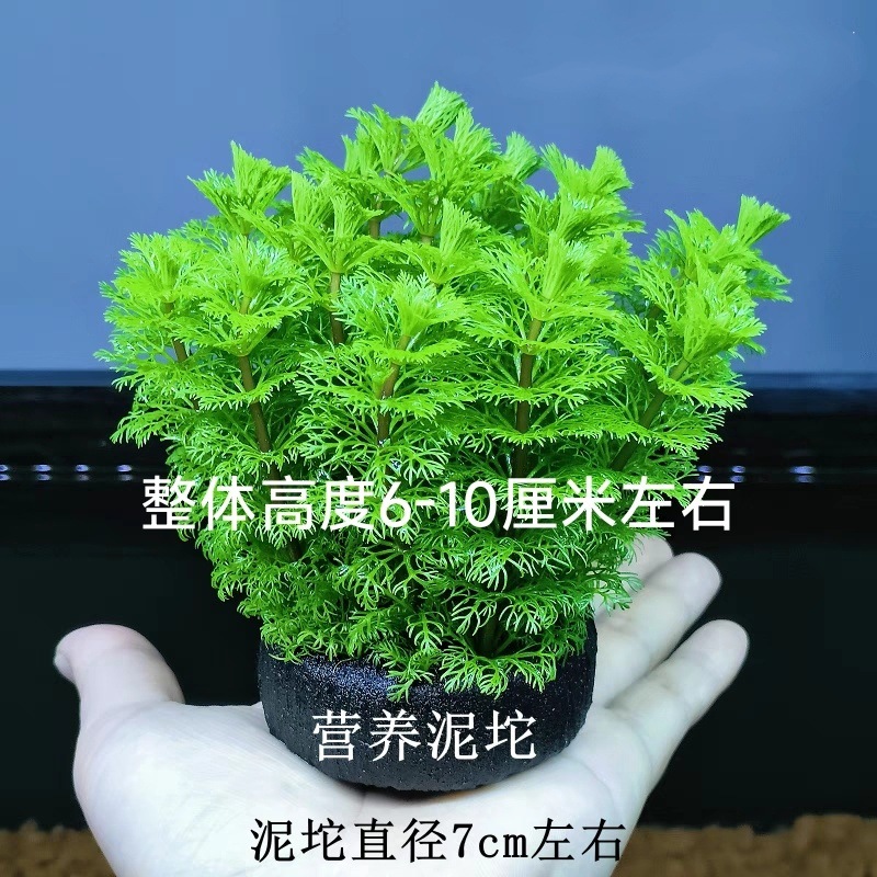 4b1b4790-db32-49ce-9970-9ee2550ba93e.jpe