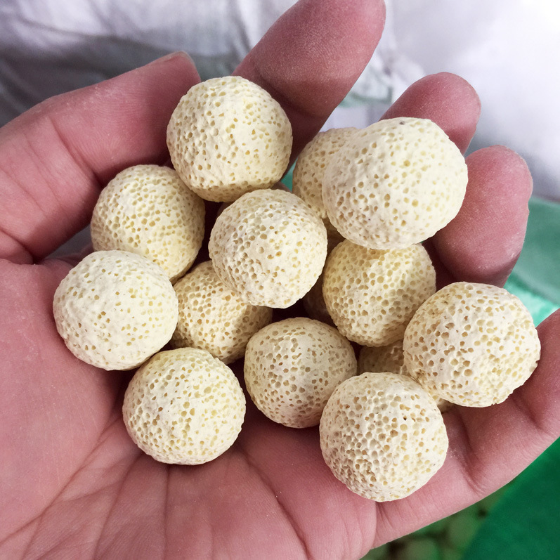 细菌球