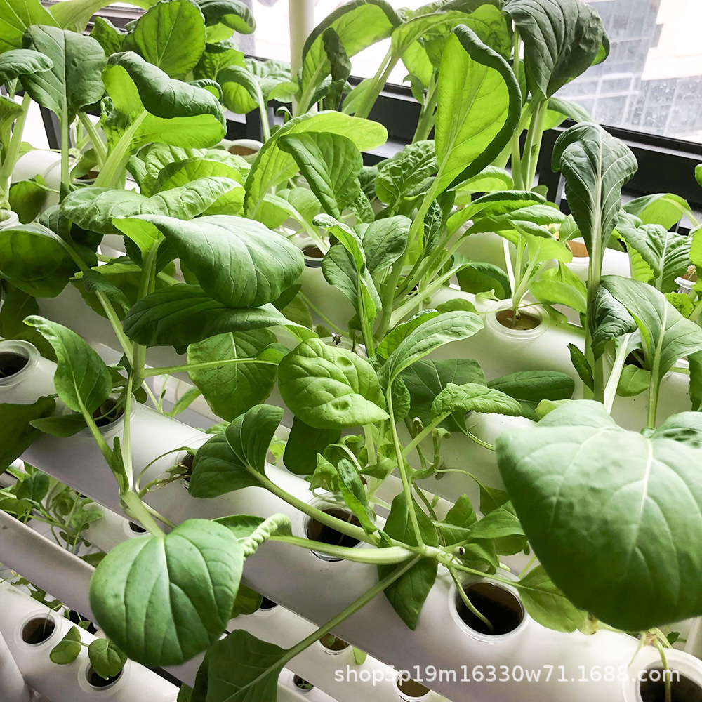 管道种菜效果 (2)02.jpg