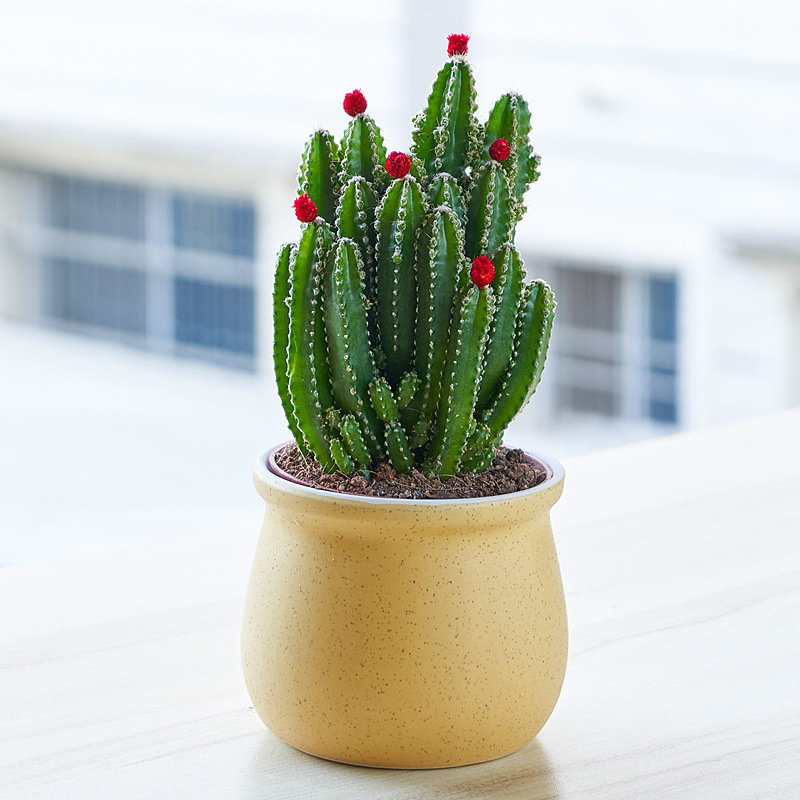 56850b5c-2a44-444c-9b49-20da663f9c88.jpe