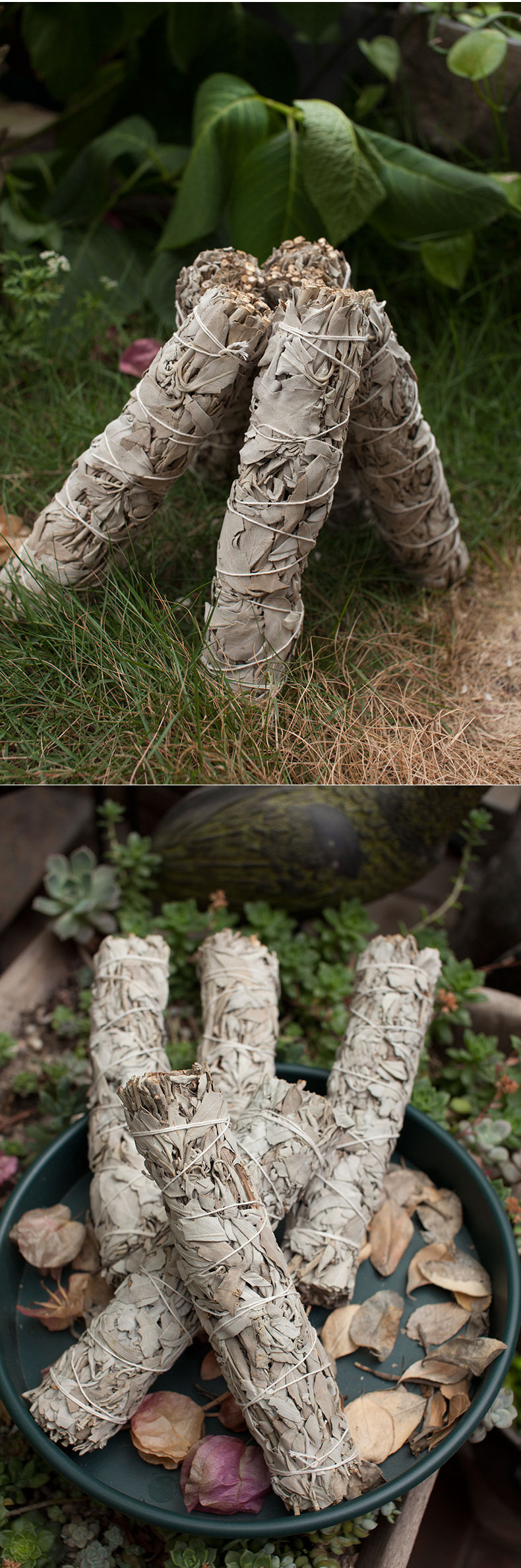 鼠尾草综合详情 (16).jpg