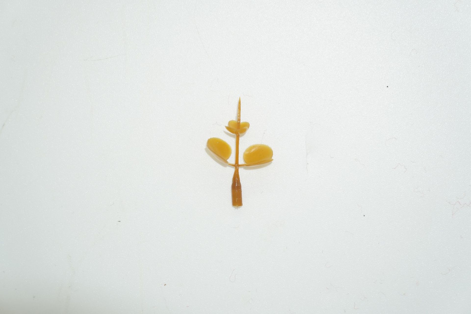 金钱叶封顶红色