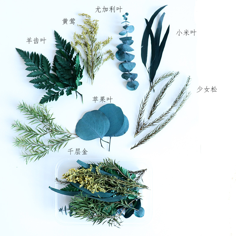 01蓝少女松配色一盒