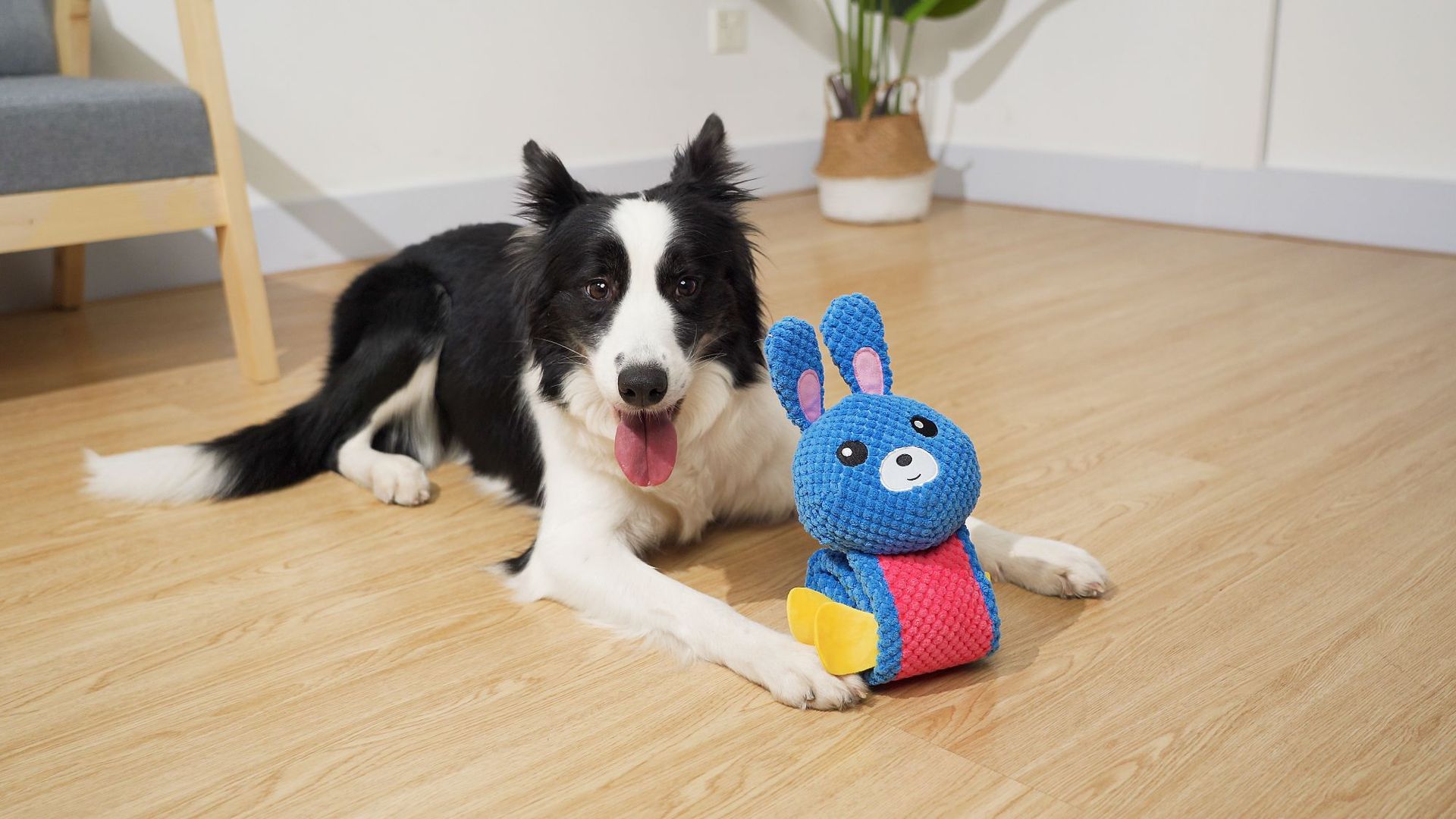 觅食兔子 (8).jpg