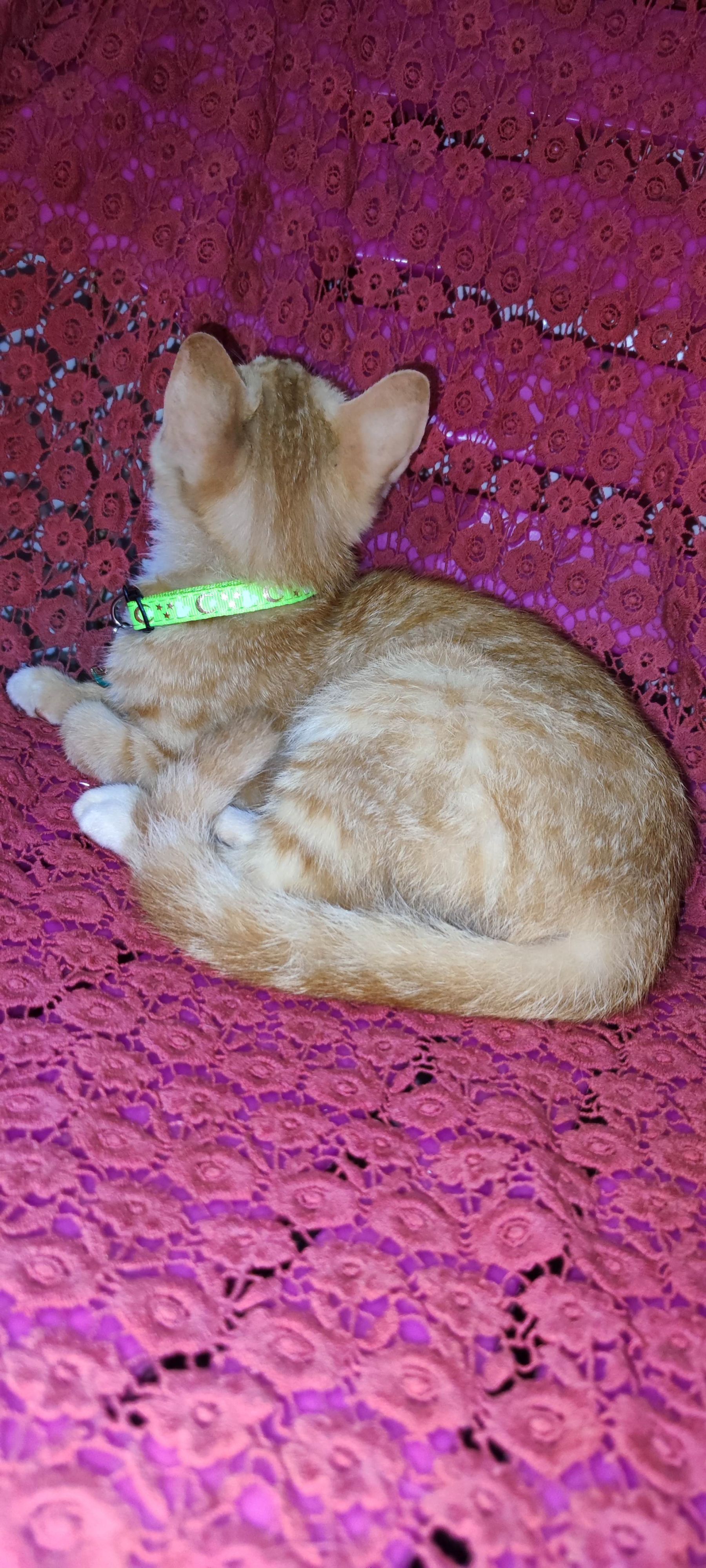 月亮猫款 3-14.jpg