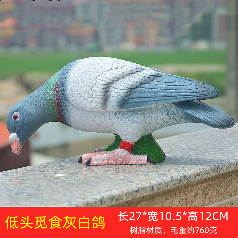 低头觅食灰白鸽.jpg