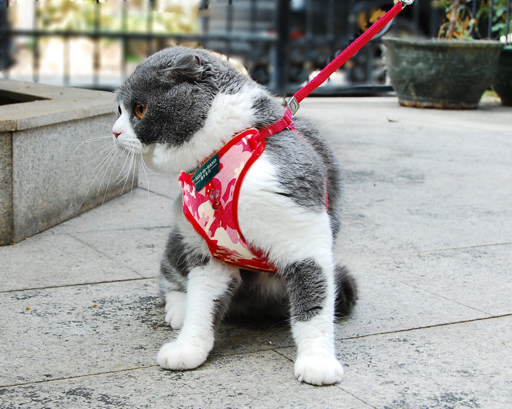 cat vest harness cam red.jpg