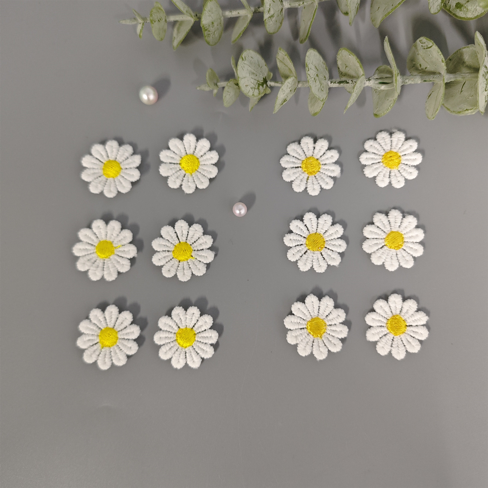 小雏菊花个