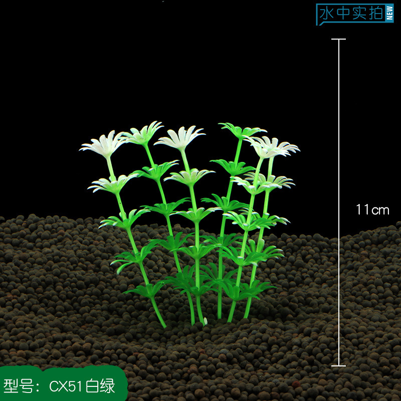 CX51白绿