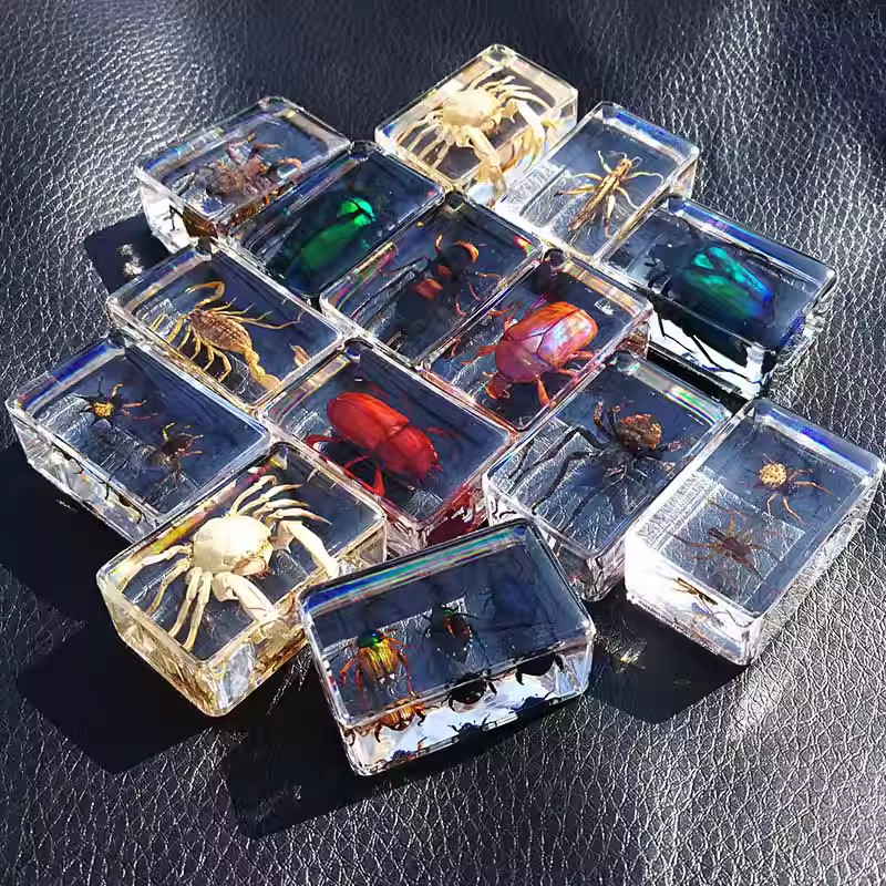 昆虫琥珀标本科普教具工艺品 昆虫标本 幼儿教育探究实验真实标