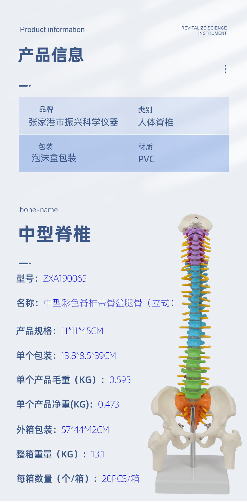 中型彩色脊椎带骨盆腿骨（立式）