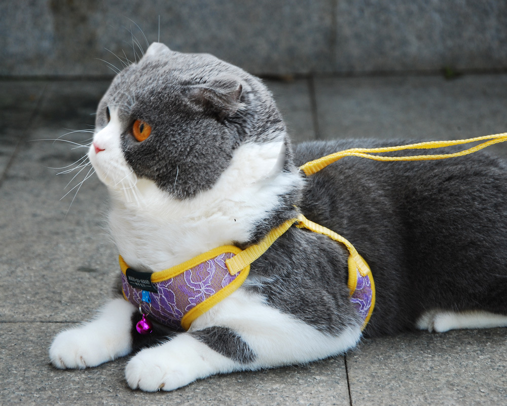 vest harness lace purple1.jpg