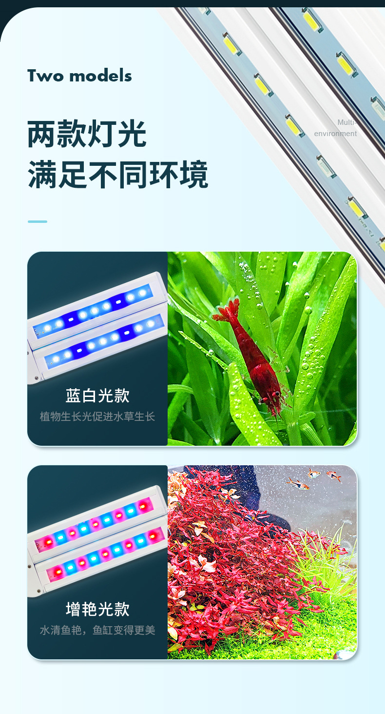双叶水草_05.jpg