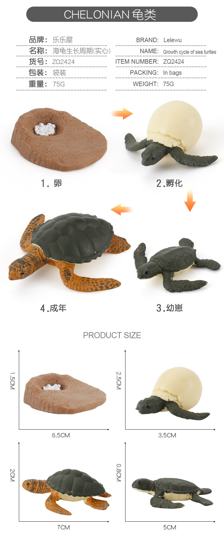 龟类成长周期_06.jpg