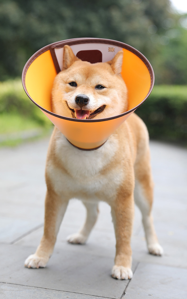 伊丽莎白圈 (11).jpg