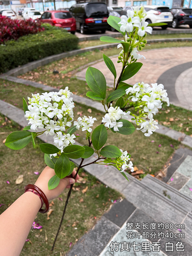 仿真七里香-白色.jpg