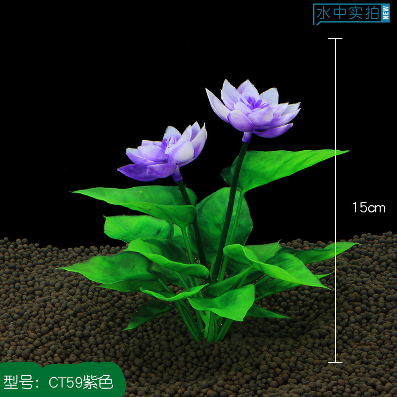 CT59紫色