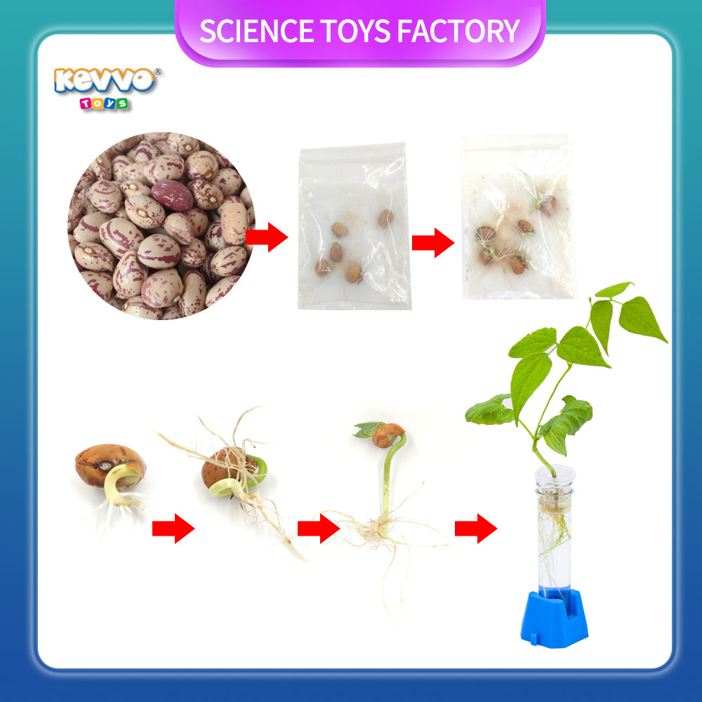 主图模板芸豆生长过程