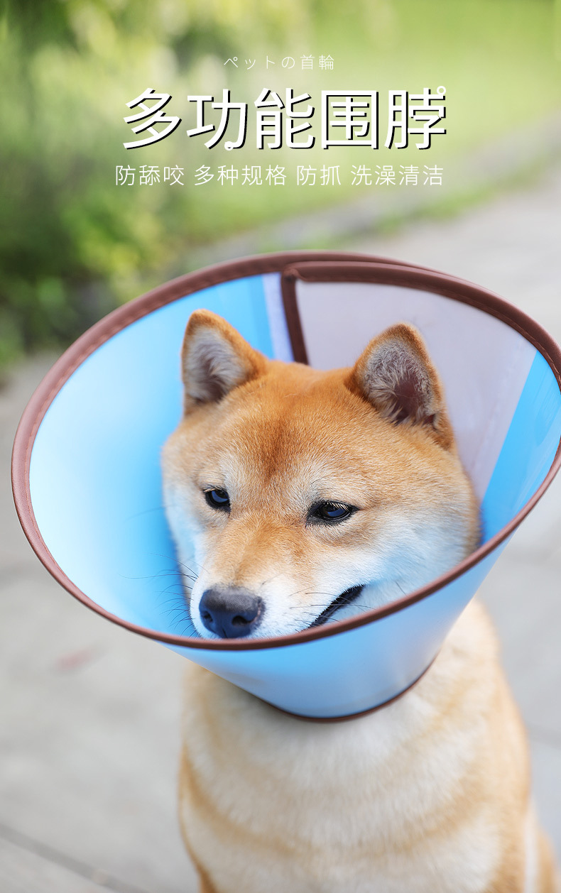 伊丽莎白圈 (1).jpg