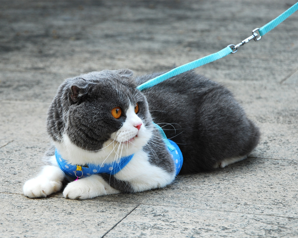 vest harness dot blue.jpg