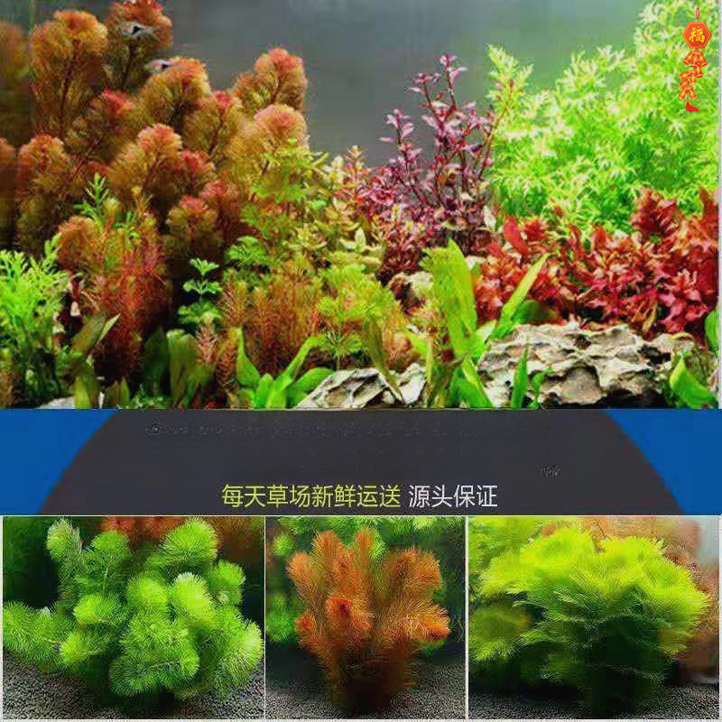 O1CN01uknt8G1ffAMSuLYJ6_!!2219154074033-