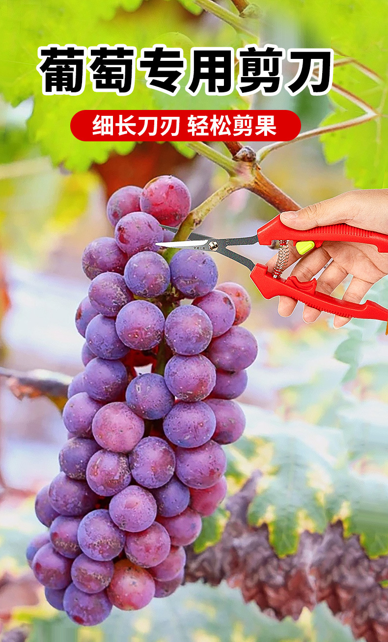 葡萄专业剪刀_01.jpg