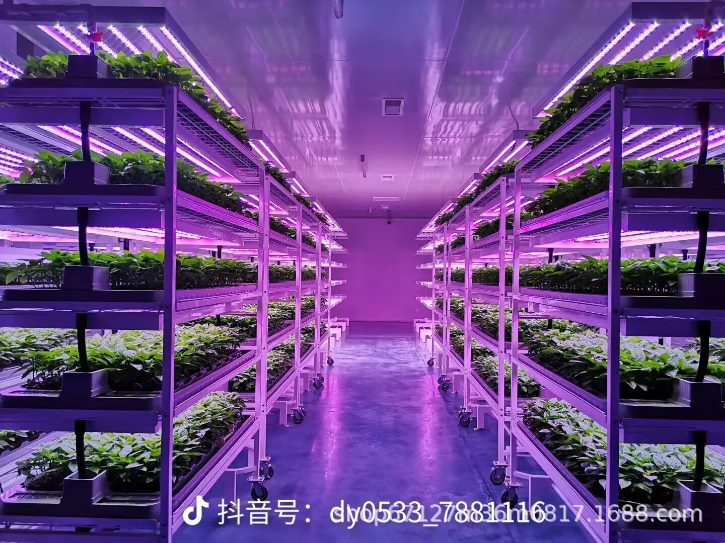 智慧农业水培叶菜草莓气雾培水栽培种植托盘
