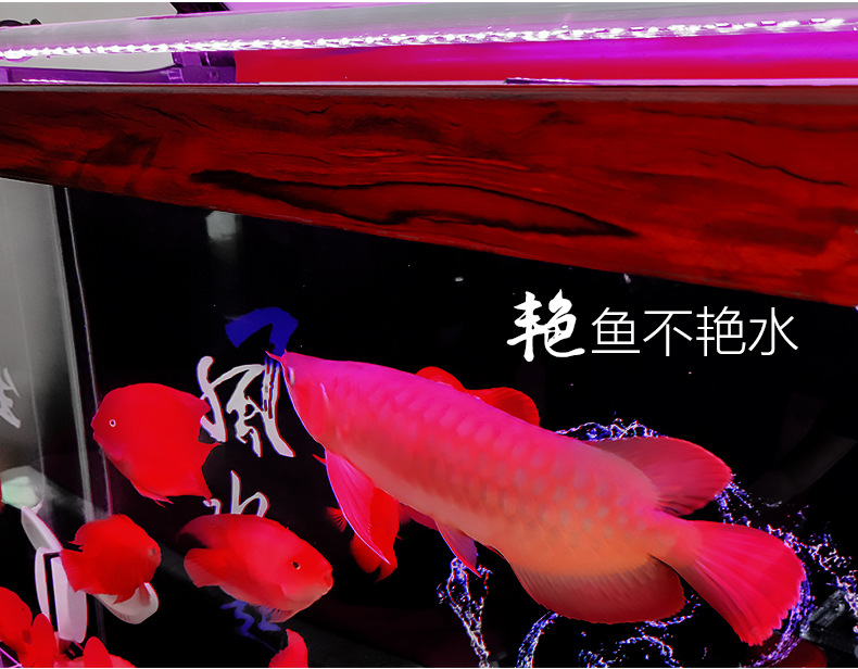 龙鱼灯_11.jpg