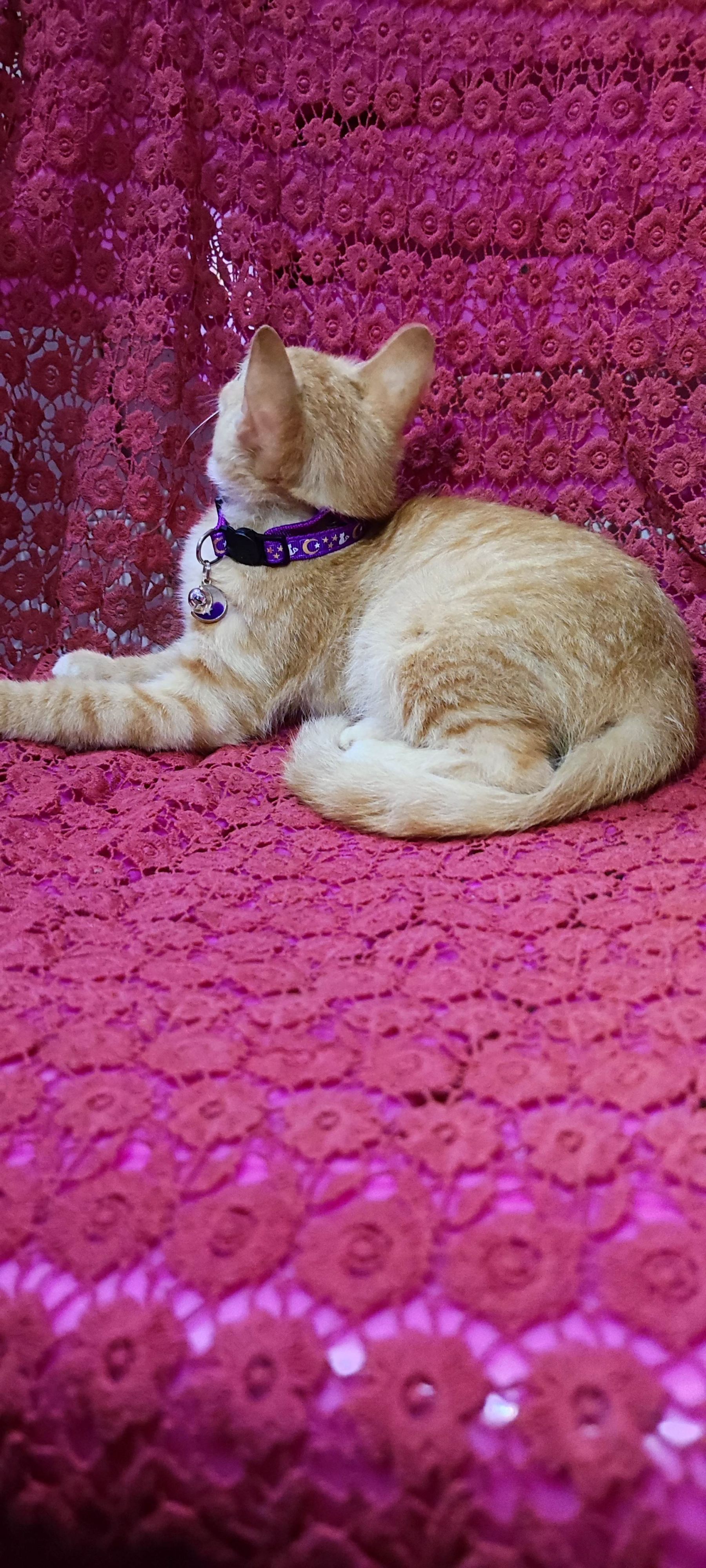 月亮猫款 3-9.jpg