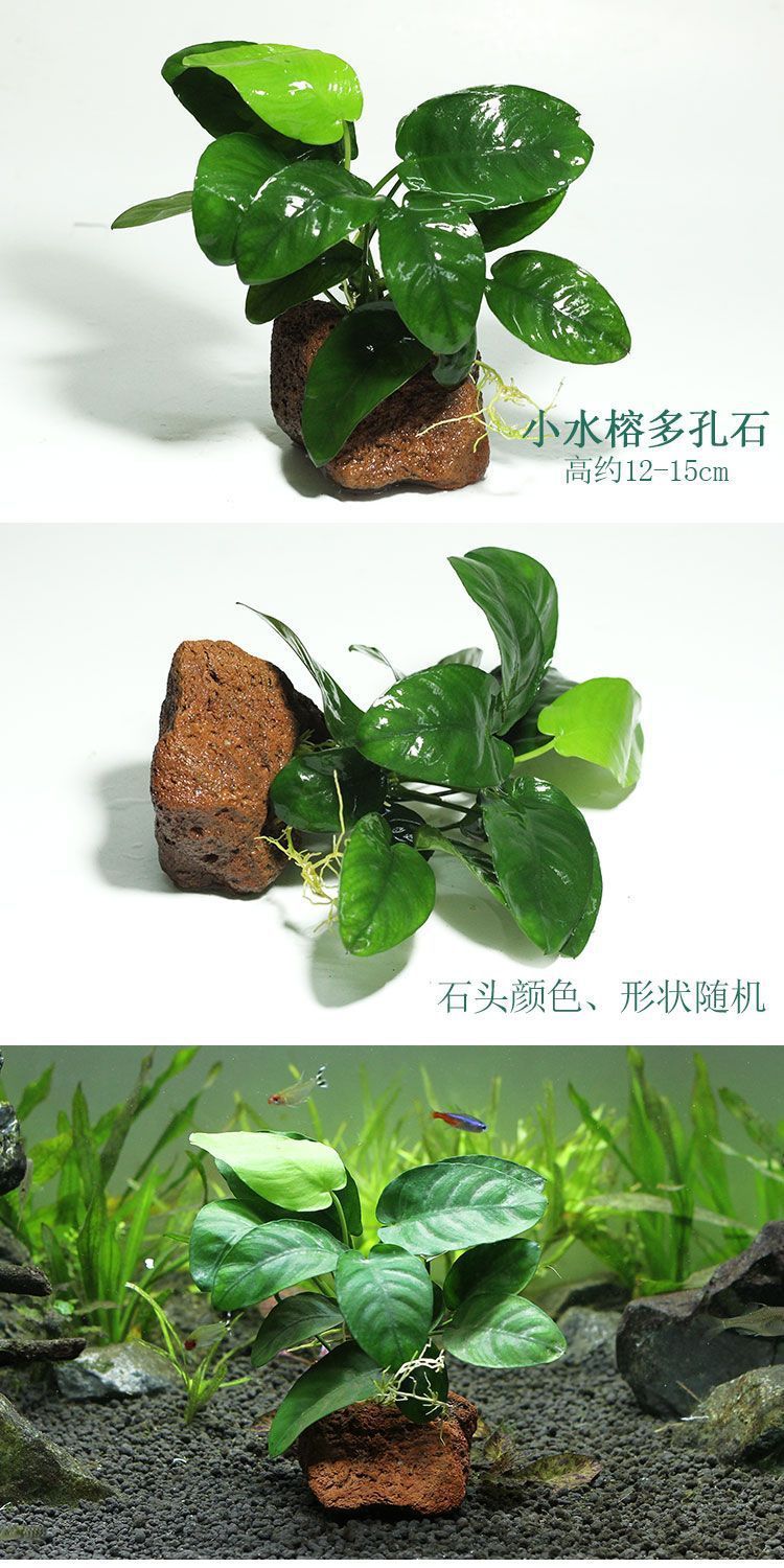 66adce32-18b9-4588-aff7-9a982b12c2c6.jpe