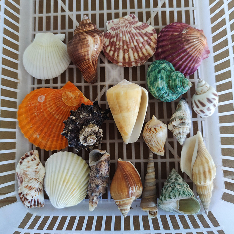 6个不重复主图2