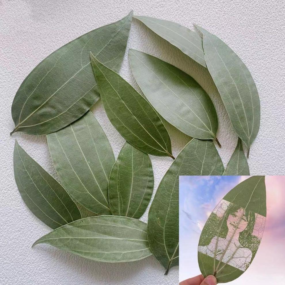 format,png