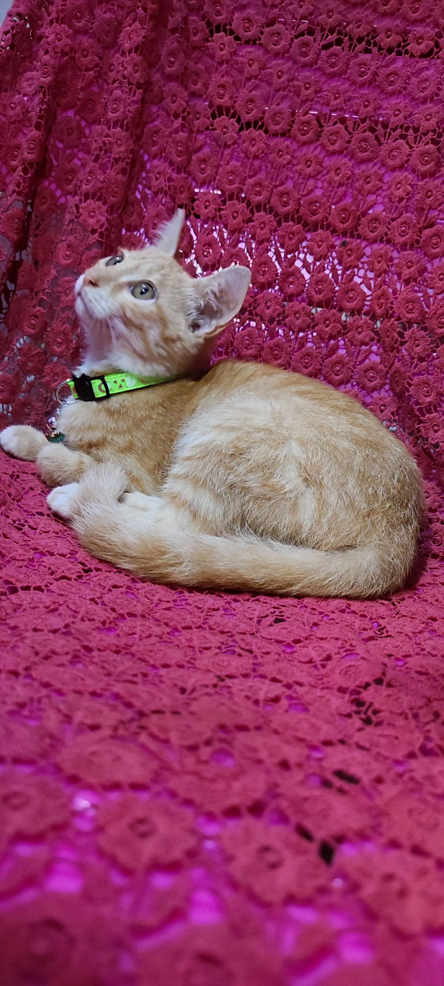 月亮猫款 3-15.jpg