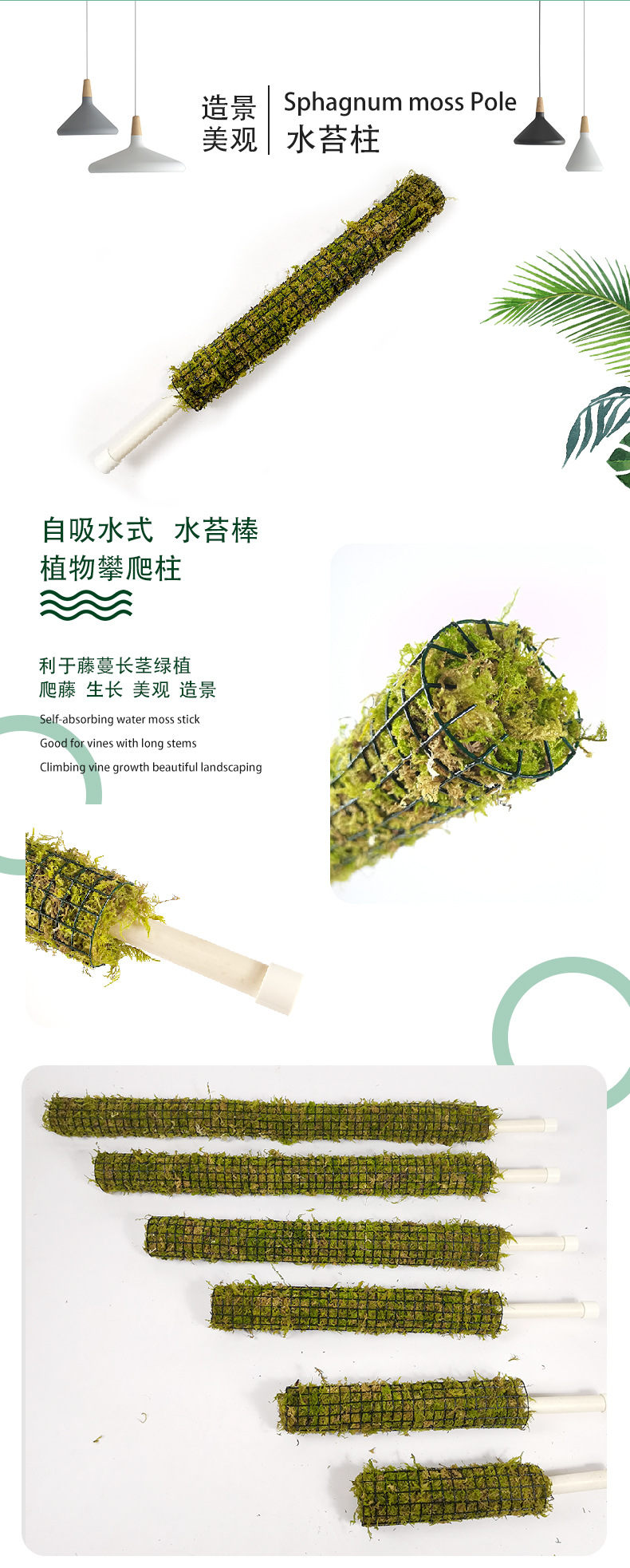 青苔中文详情图_02.jpg