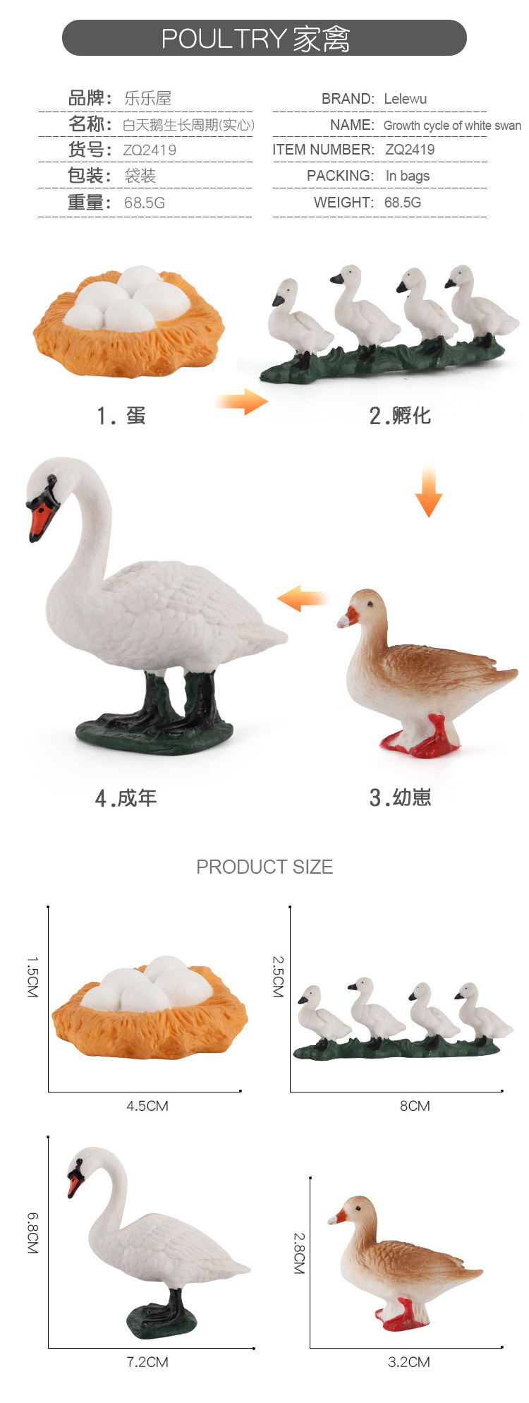 家禽成长周期_07.jpg