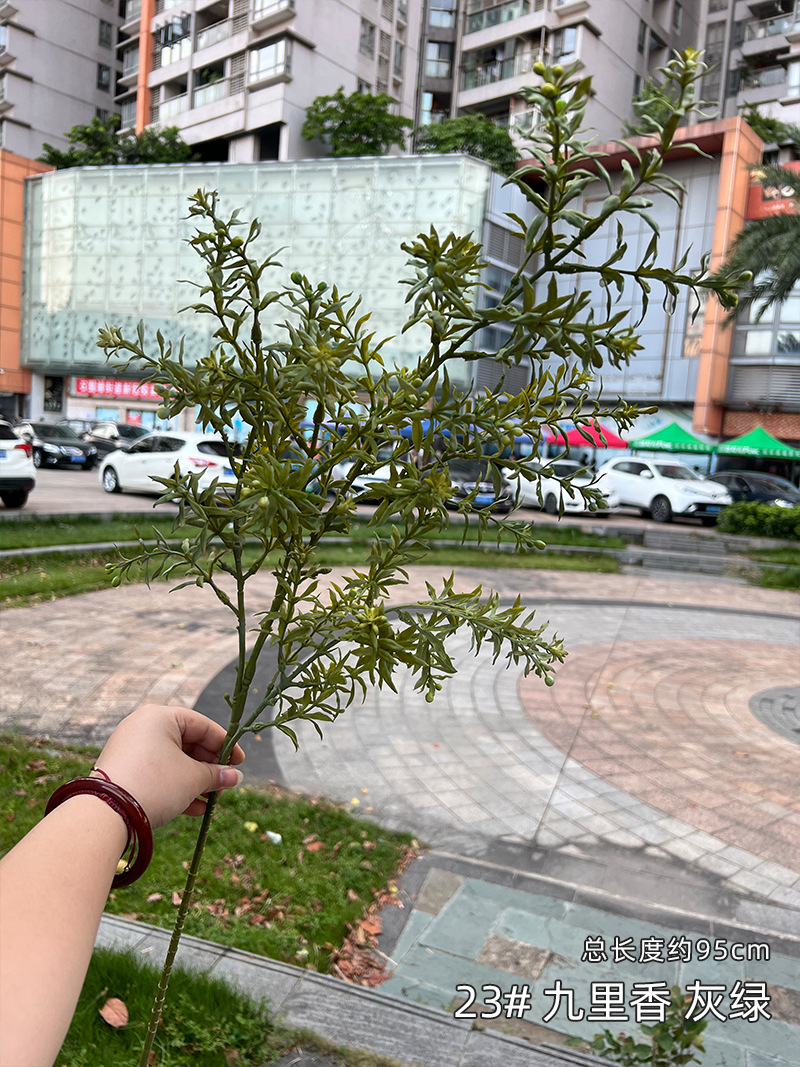 23#-九里香-绿色.jpg
