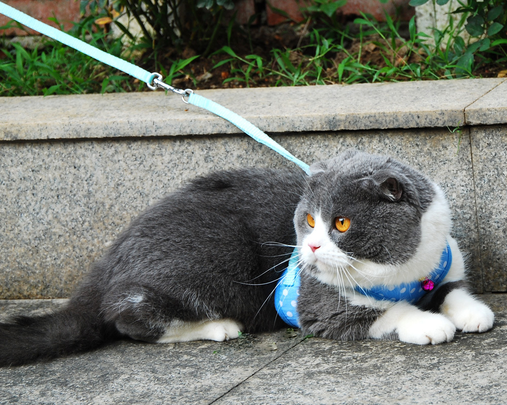 vest harness dot blue1.jpg