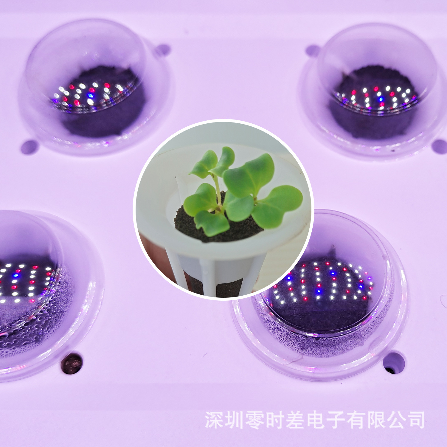 IGS圆形发芽罩