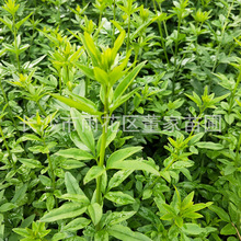 40cmӭl Sܰ رӭС ɫKС lr